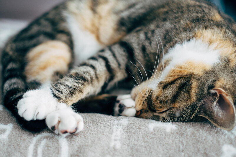 Sleeping Tabby Cat — Brown, Peaceful, Photograph, Paws