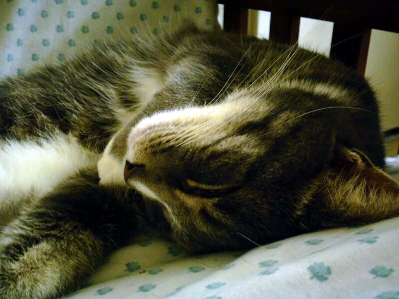 Sleeping Tabby Cat — Brown, Peaceful, Photograph, Pillow