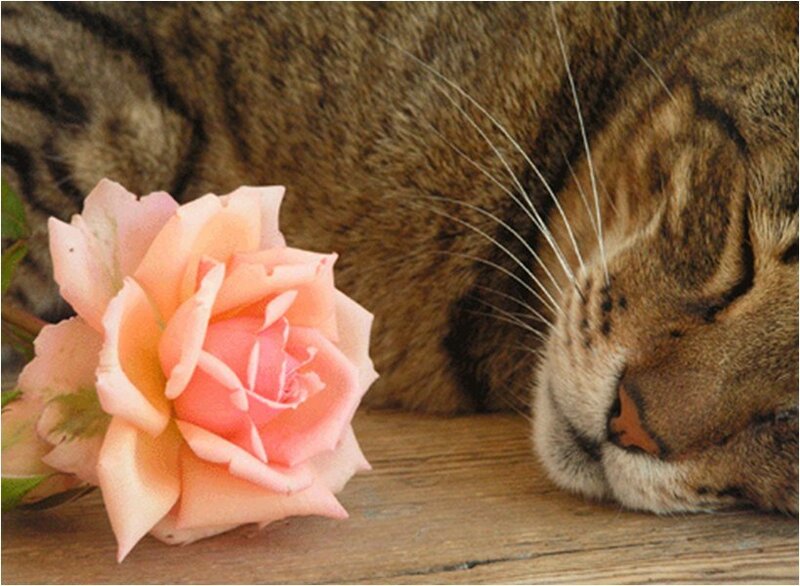 Sleeping Tabby Cat — Brown, Peaceful, Photograph, Rose