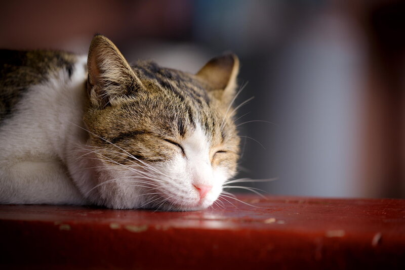 Sleeping Tabby Cat — Brown, Peaceful, Photograph, Table