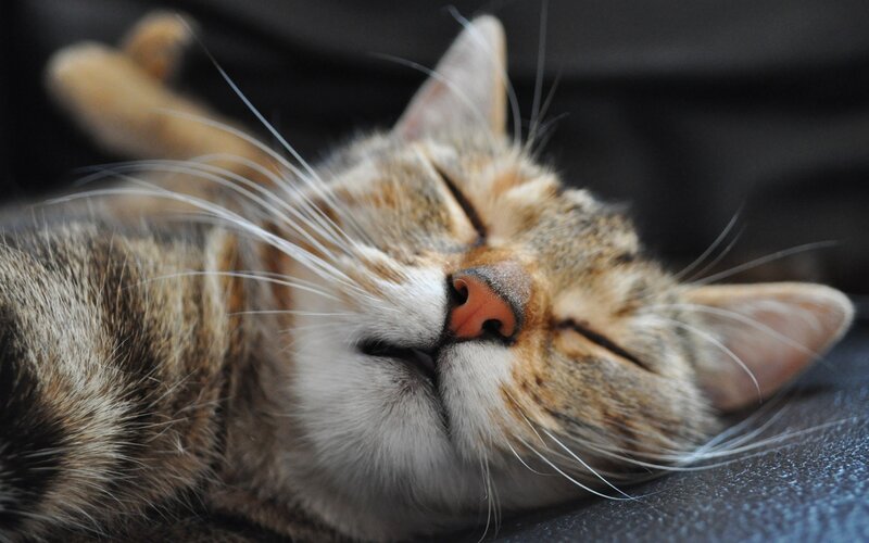 Sleeping Tabby Cat — Brown, Peaceful, Photograph