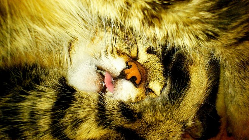 Sleeping Tabby Cat — Brown, Peaceful, Photograph, Tongue