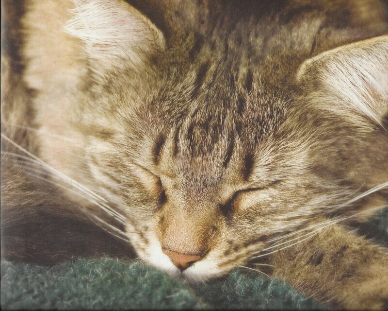 Sleeping Tabby Cat — Brown, Peaceful, Photograph, Whiskers, Green Fabric