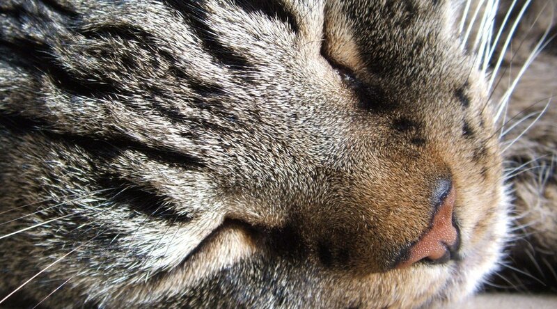 Sleeping Tabby Cat — Brown, Peaceful, Photograph, Whiskers, Nose, Black