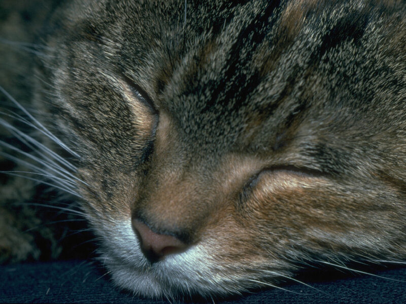 Sleeping Tabby Cat — Brown, Peaceful, Photograph, Whiskers, Nose, Eyes