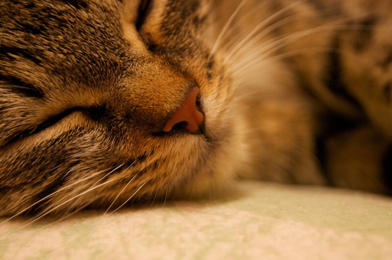 Sleeping Tabby Cat — Brown, Peaceful, Photograph, Whiskers, Nose, Fabric, Tan, White