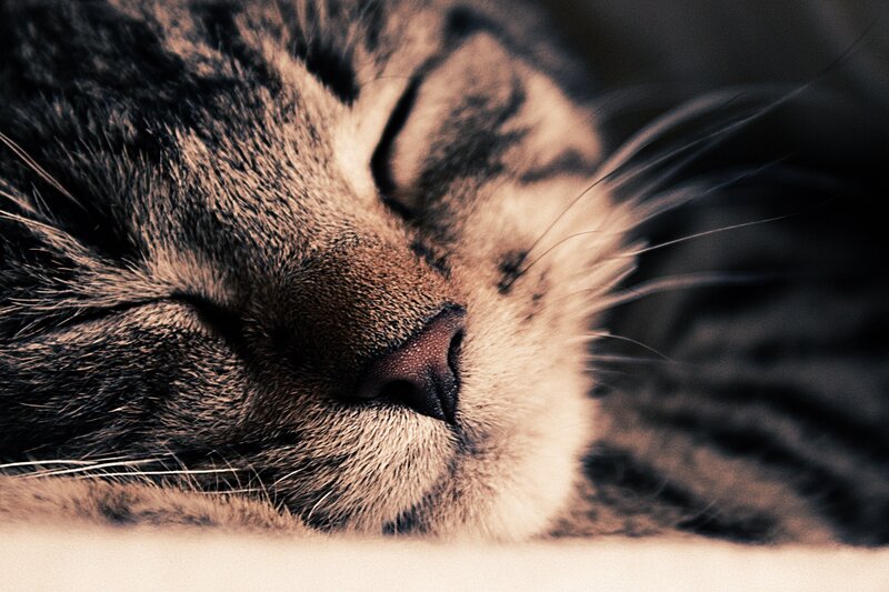 Sleeping Tabby Cat — Brown, Peaceful, Photograph, Whiskers, Nose, Fur