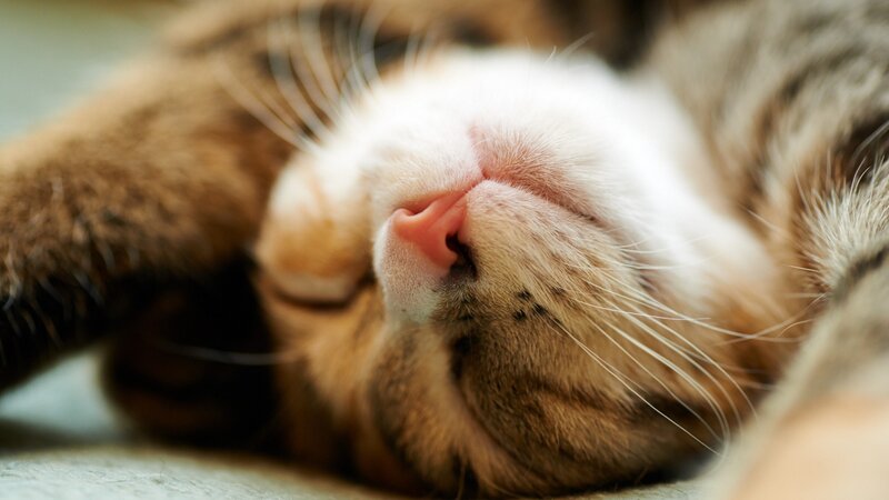 Sleeping Tabby Cat — Brown, Peaceful, Photograph, Whiskers, Paw, Nose