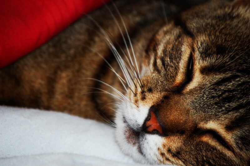 Sleeping Tabby Cat — Brown, Peaceful, Photograph, Whiskers, Red Fabric