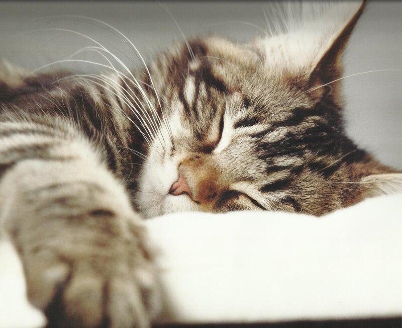 Sleeping Tabby Cat — Brown, Peaceful, Photograph, Whiskers, White Surface