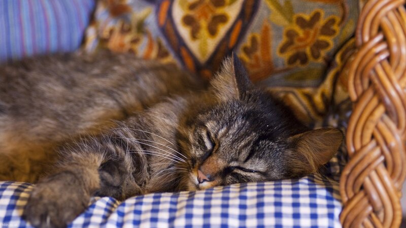Sleeping Tabby Cat — Brown, Peaceful, Photograph, Wicker Basket