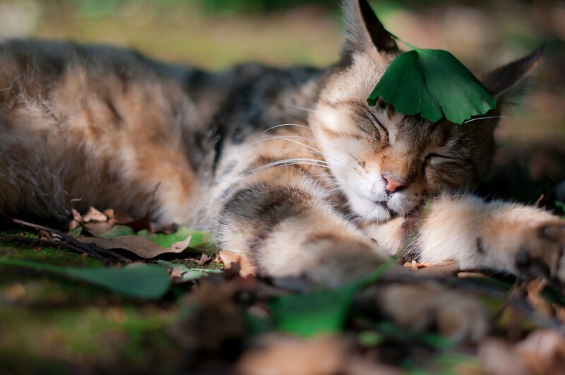 Sleeping Tabby Cat — Brown, Serene, Afternoon, Photograph