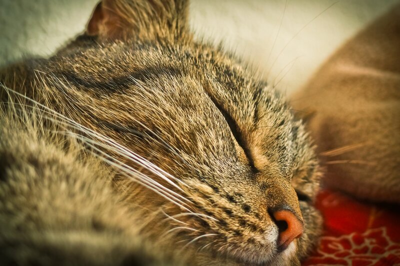 Sleeping Tabby Cat — Brown, Serene, Photograph