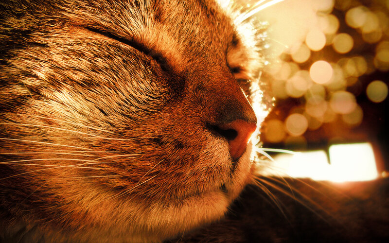 Sleeping Tabby Cat — Brown, Serene, Sunset