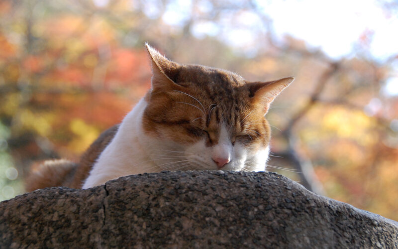 Sleeping Tabby Cat — Brown, Serene