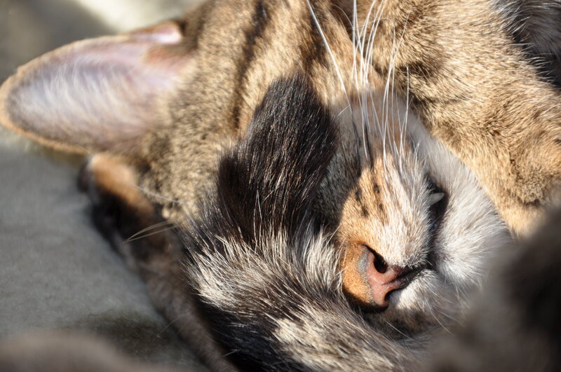 Sleeping Tabby Cat — Brown