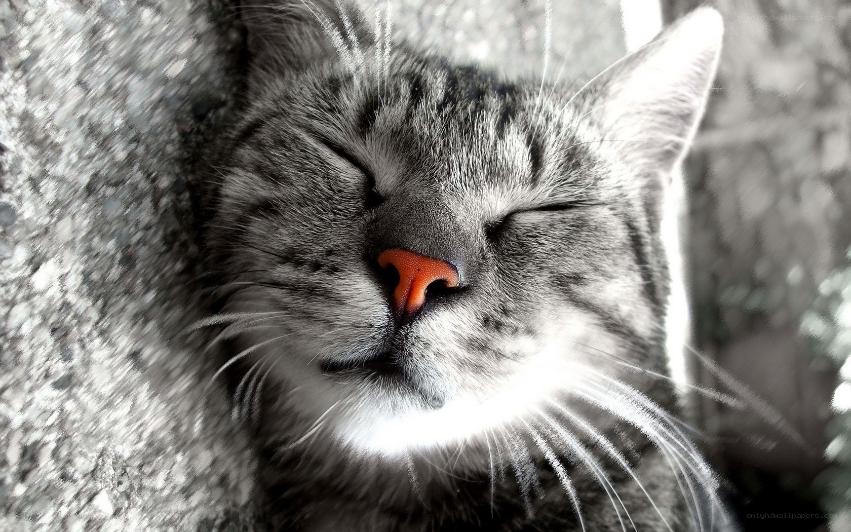 sleeping tabby cat close-up