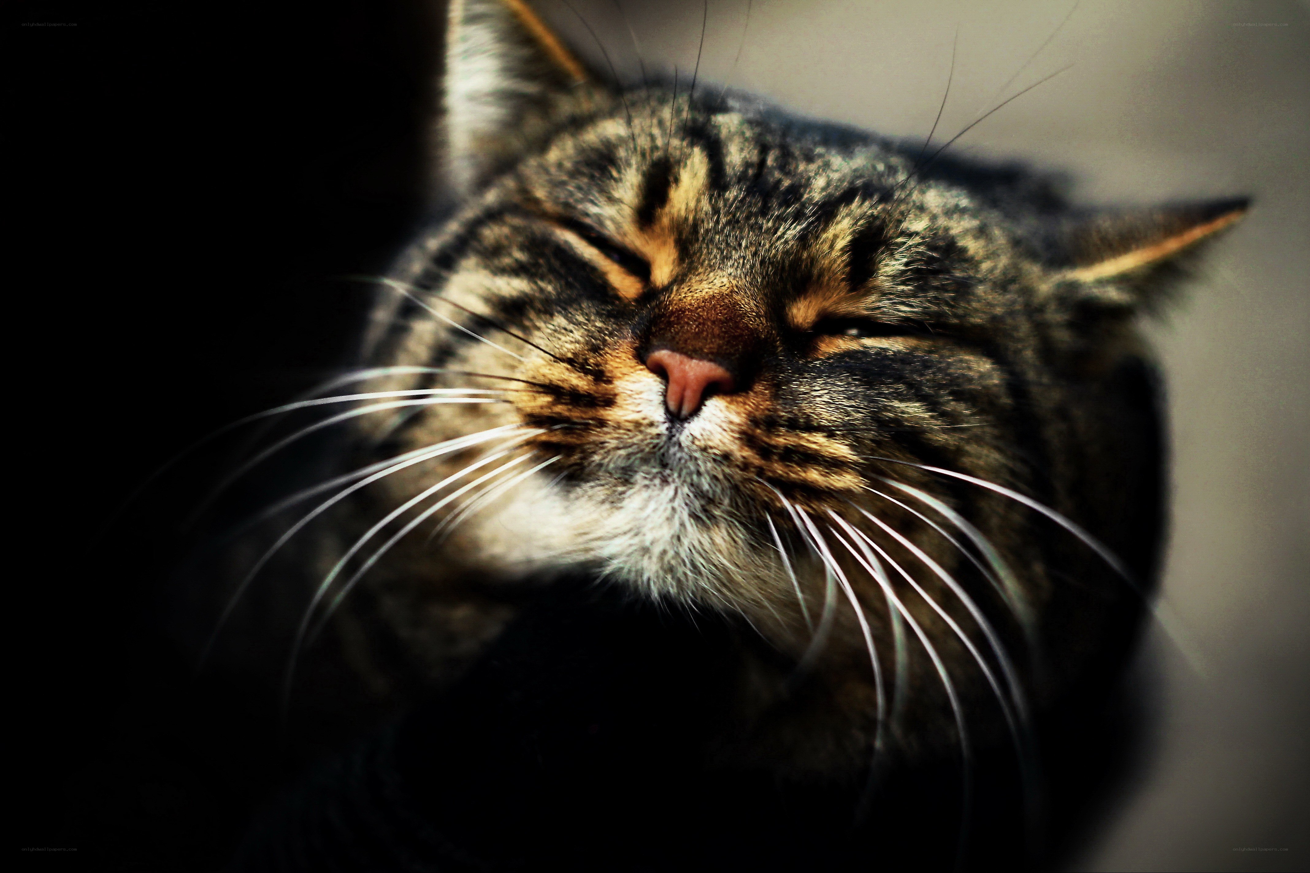 sleeping tabby cat close-up