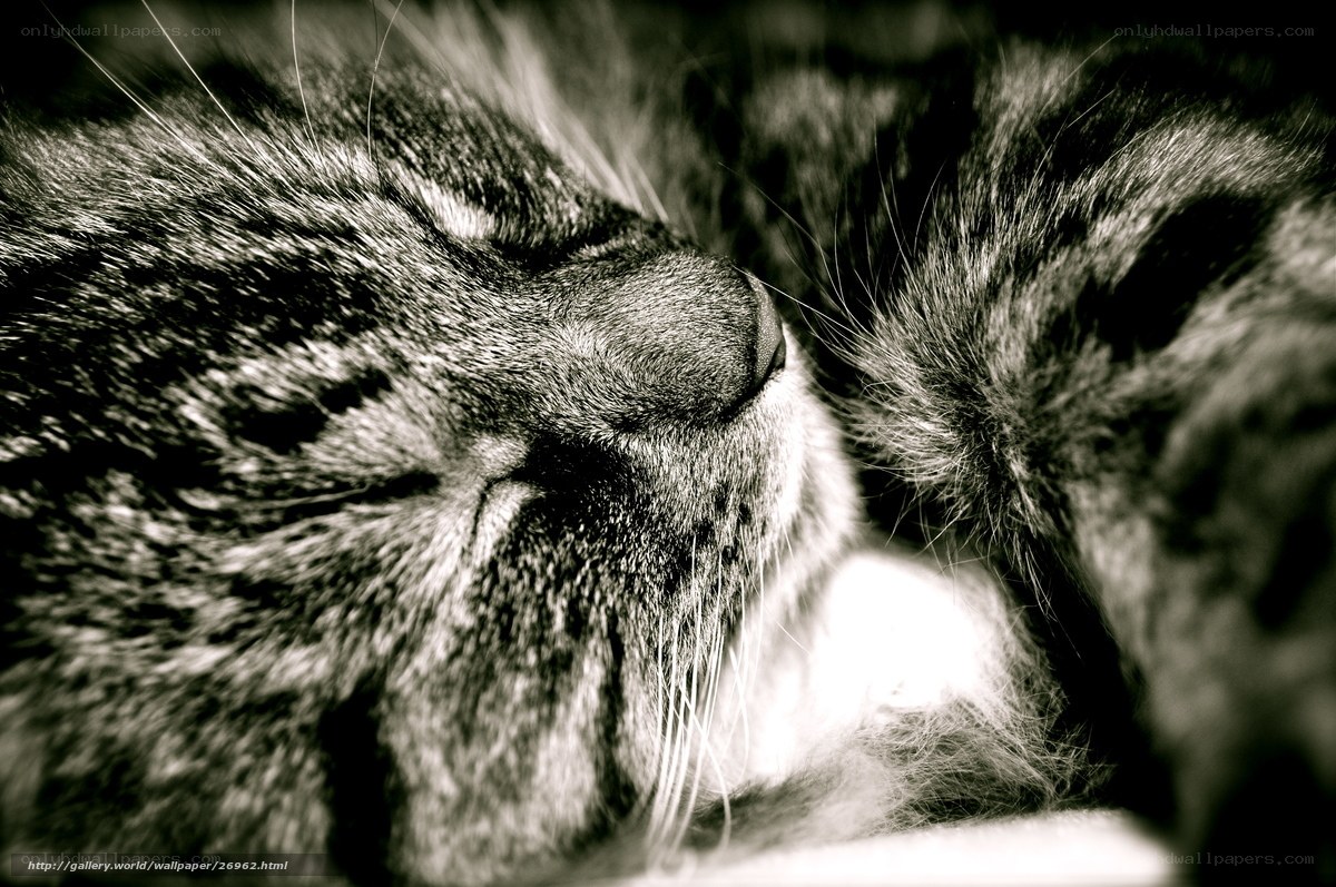 sleeping tabby cat close-up