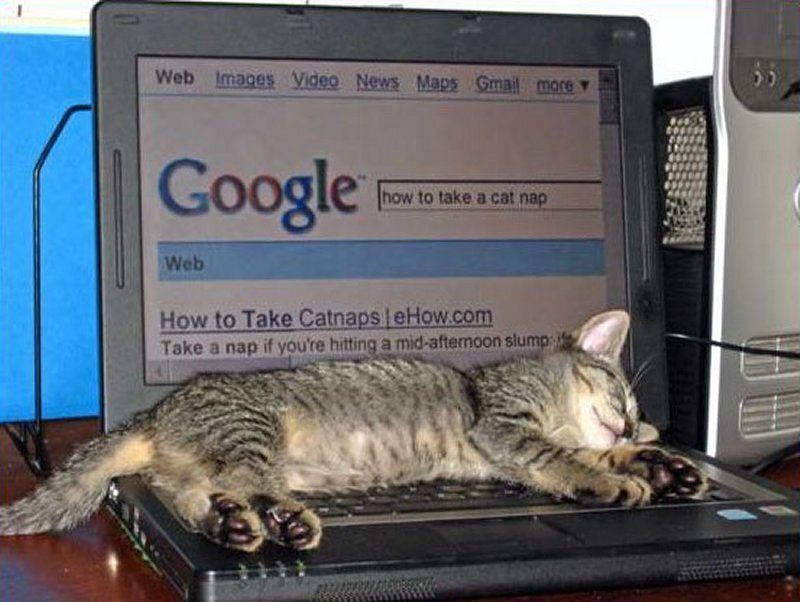 Sleeping Tabby Cat — Gray, Calm, Afternoon