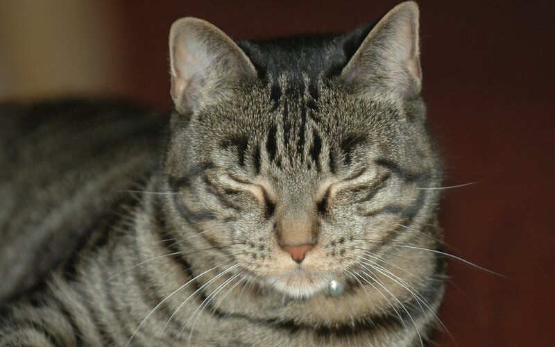 Sleeping Tabby Cat — Gray, Calm, Photograph, Collar