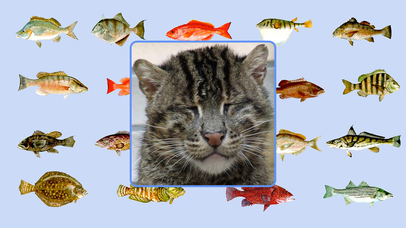 Sleeping Tabby Cat — Gray, Calm, Photograph, Fish