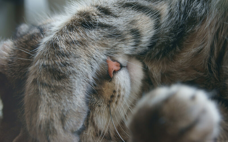 Sleeping Tabby Cat — Gray, Calm, Photograph, Paw