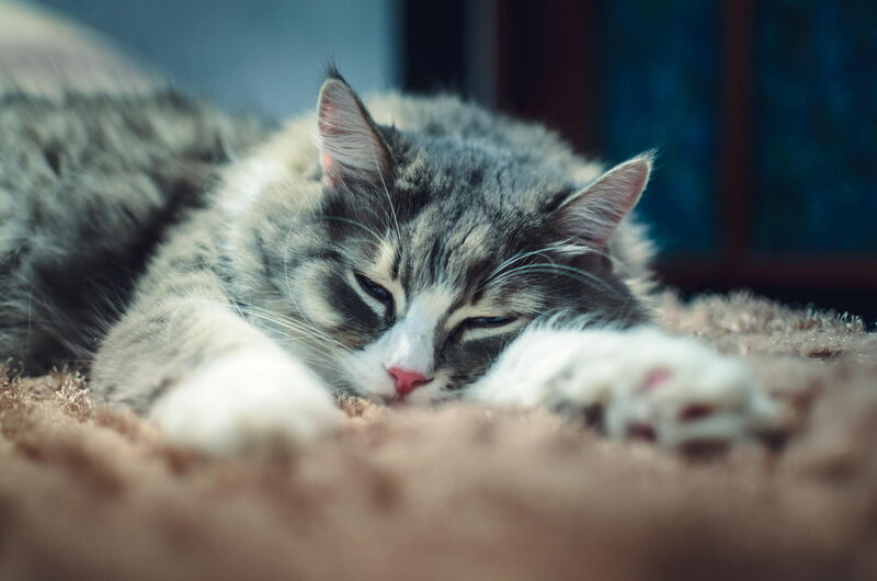 Sleeping Tabby Cat — Gray, Calm, Photograph, Pillow