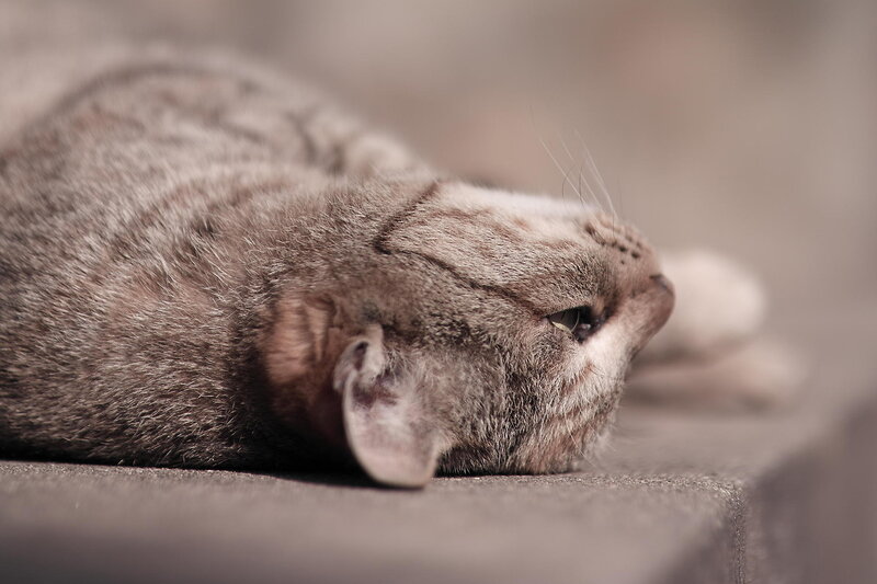 Sleeping Tabby Cat — Gray, Calm, Photograph, Step