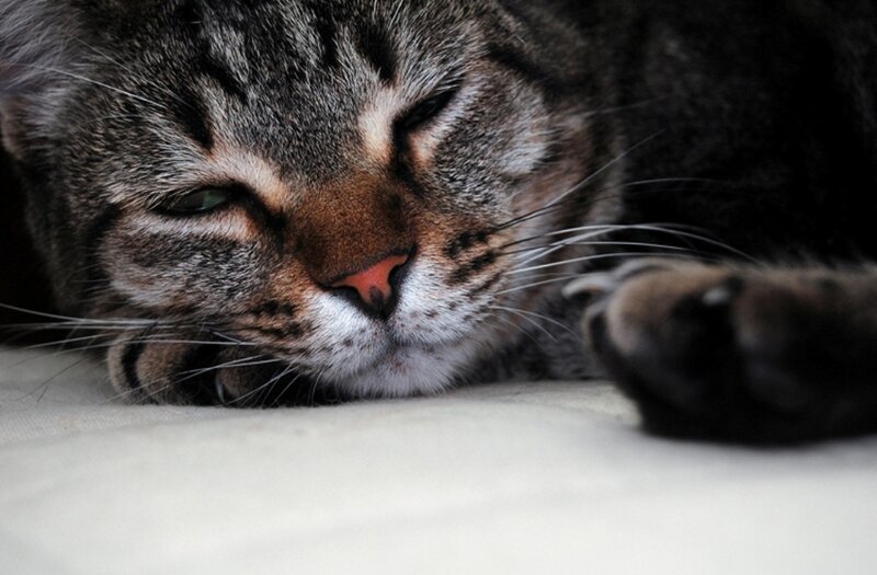 Sleeping Tabby Cat — Gray, Calm, Photograph, Whiskers