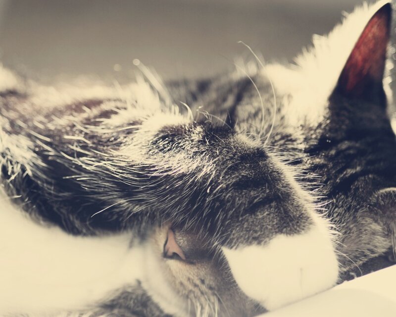 Sleeping Tabby Cat — Gray, Calm