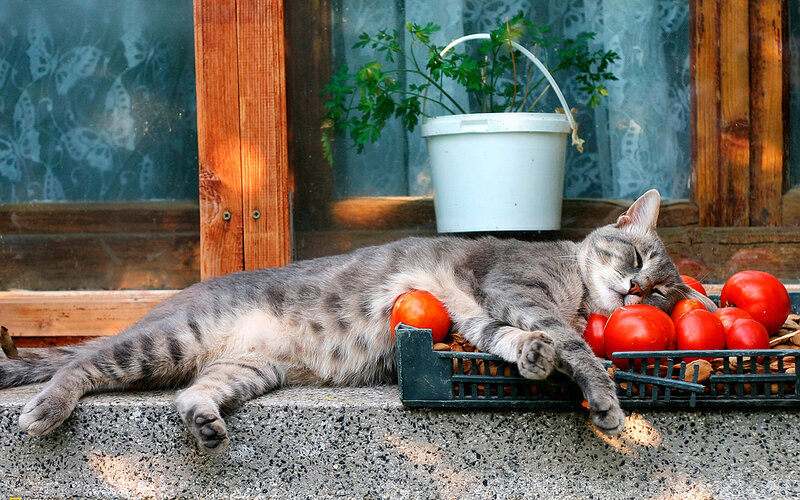Sleeping Tabby Cat — Gray, Peaceful, Afternoon, Photograph