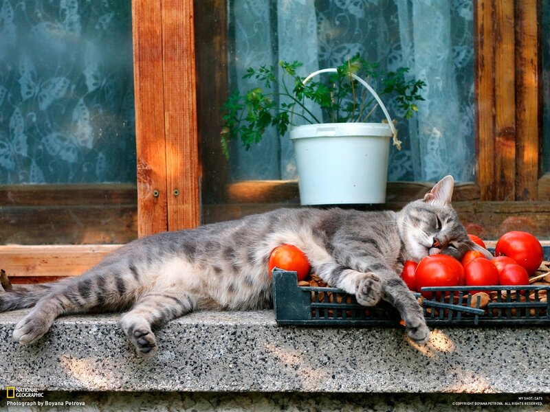 Sleeping Tabby Cat — Gray, Peaceful, Afternoon, Photograph, Tomatoes, Plant Pot