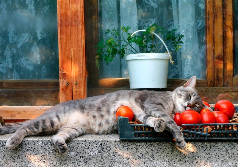 Sleeping Tabby Cat — Gray, Peaceful, Afternoon, Photograph, Tomatoes