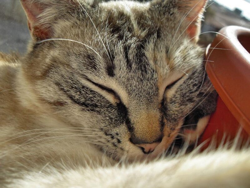 Sleeping Tabby Cat — Gray, Peaceful, Afternoon