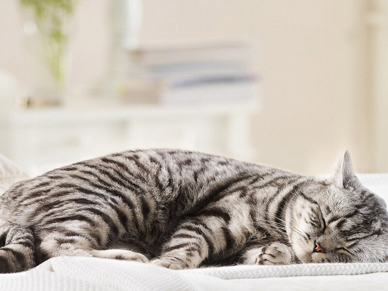 Sleeping Tabby Cat — Gray, Peaceful, Morning, Photograph, Bed