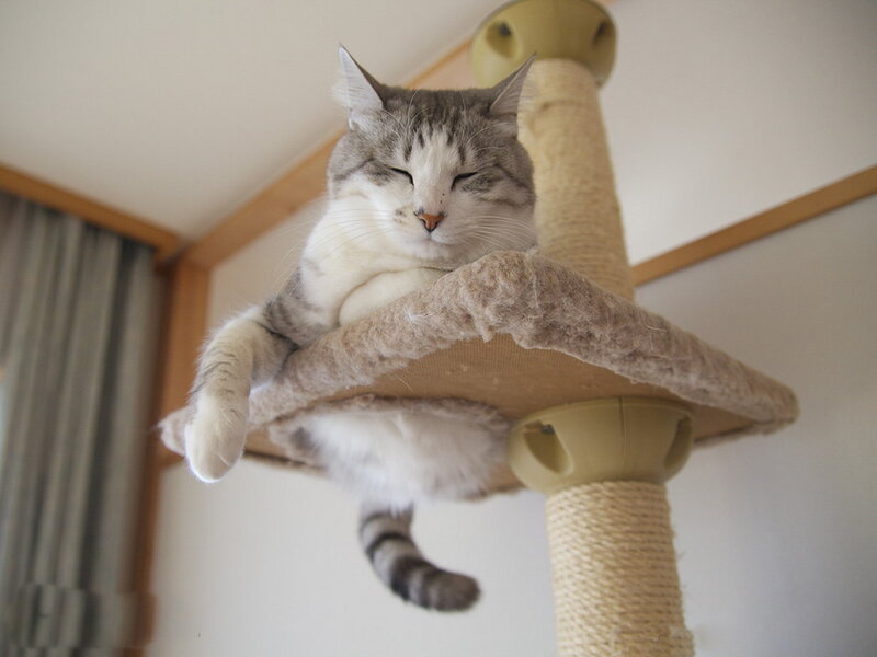 Sleeping Tabby Cat — Gray, Peaceful, Morning, Photograph, Cat Tree