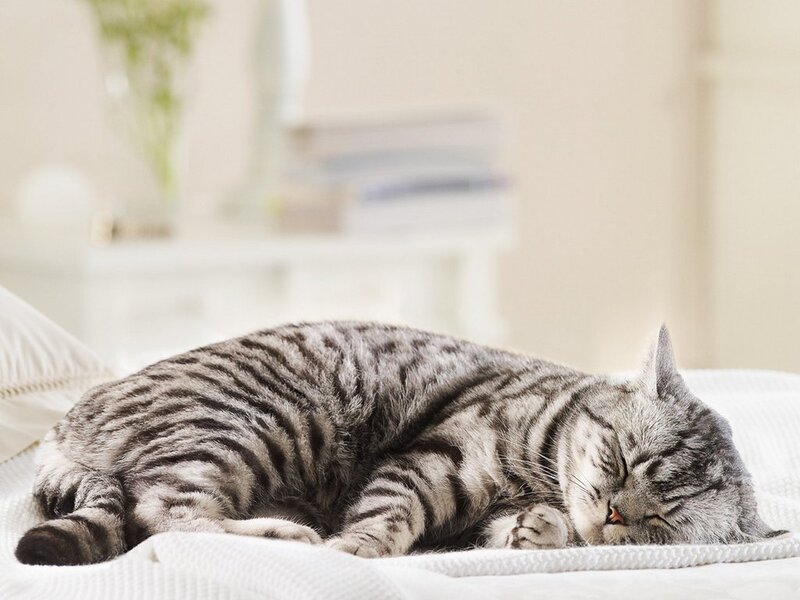 Sleeping Tabby Cat — Gray, Peaceful, Morning, Photograph