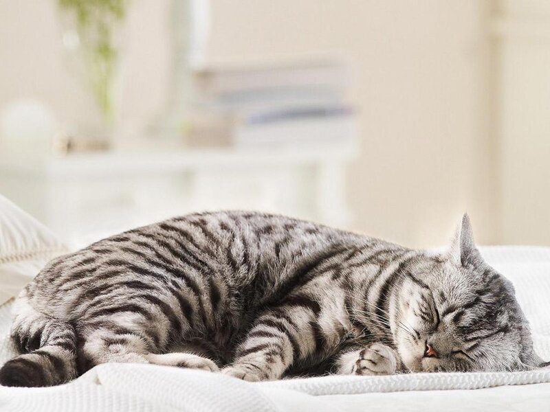 Sleeping Tabby Cat — Gray, Peaceful, Morning