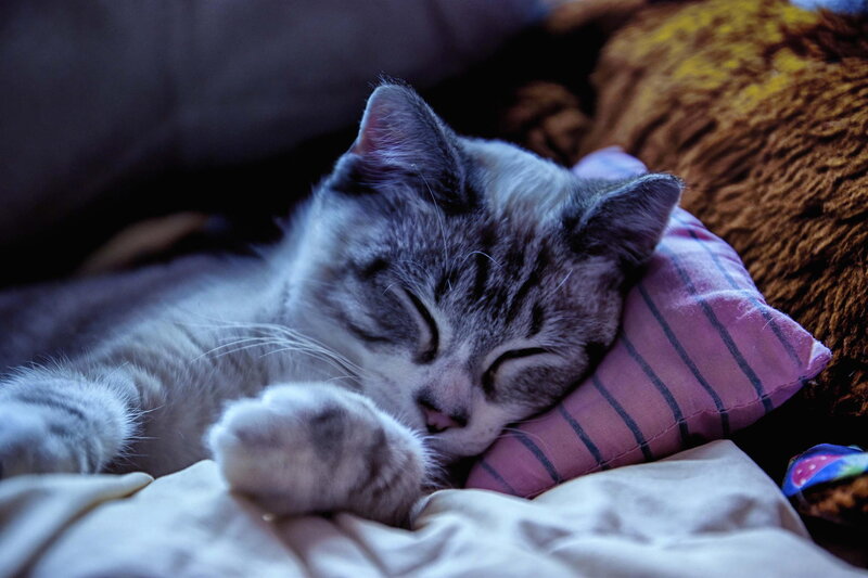 Sleeping Tabby Cat — Gray, Peaceful, Night, Photograph
