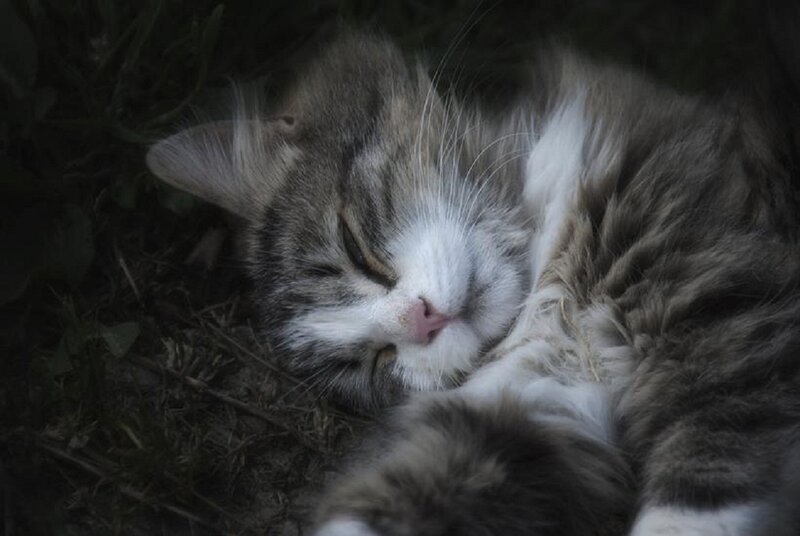 Sleeping Tabby Cat — Gray, Peaceful, Night