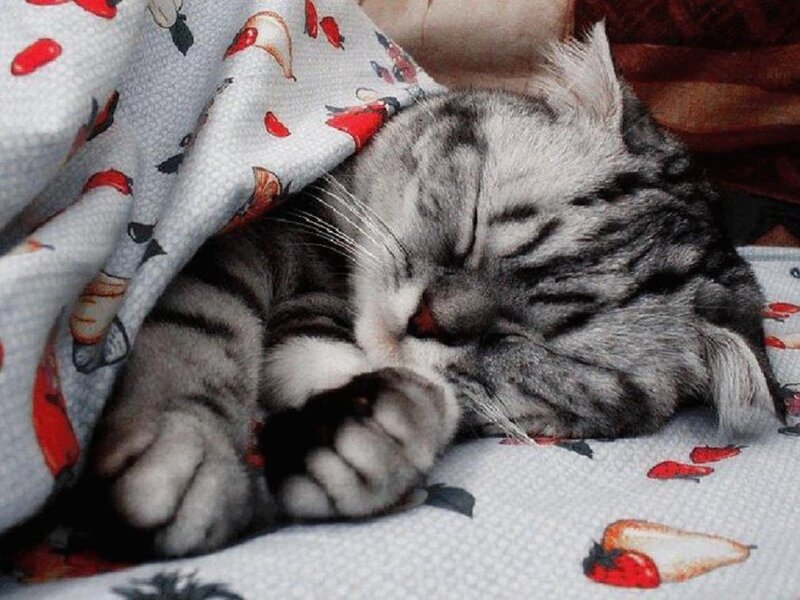 Sleeping Tabby Cat — Gray, Peaceful, Photograph, Blanket, Pillow