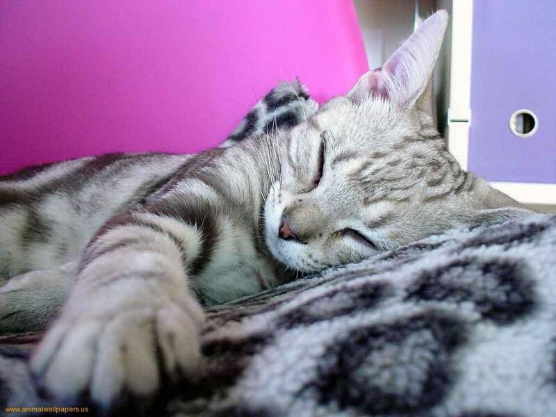 Sleeping Tabby Cat — Gray, Peaceful, Photograph, Blanket