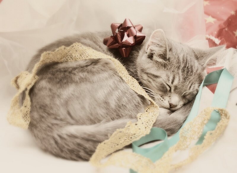 Sleeping Tabby Cat — Gray, Peaceful, Photograph, Bow