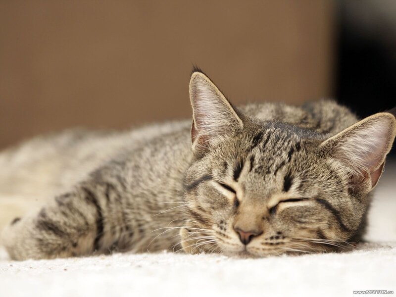 Sleeping Tabby Cat — Gray, Peaceful, Photograph, Carpet