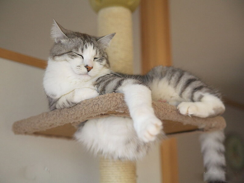 Sleeping Tabby Cat — Gray, Peaceful, Photograph, Cat Tree