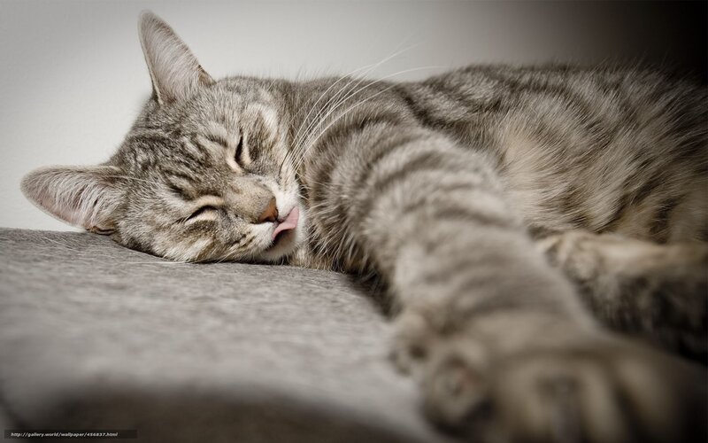 Sleeping Tabby Cat — Gray, Peaceful, Photograph, Couch