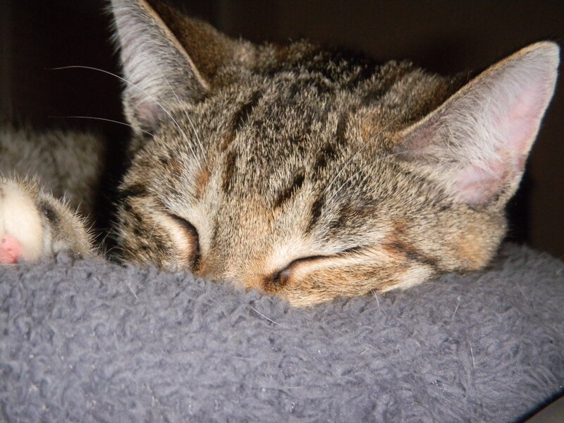 Sleeping Tabby Cat — Gray, Peaceful, Photograph, Paw, Blanket