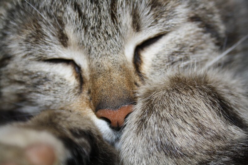 Sleeping Tabby Cat — Gray, Peaceful, Photograph, Paw, Nose