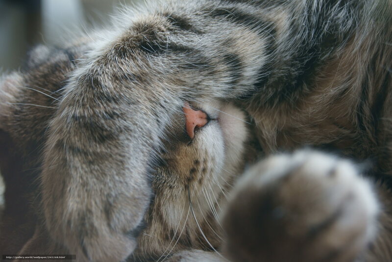 Sleeping Tabby Cat — Gray, Peaceful, Photograph, Paw